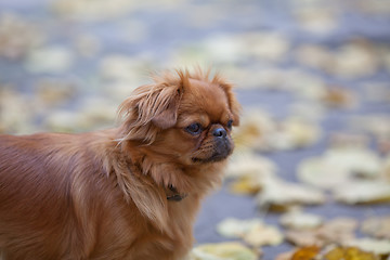 Image showing Pekingese on a walk