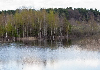 Image showing Flooded forest 