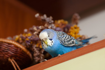 Image showing Portrait of budgerigar