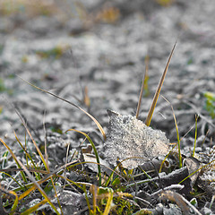 Image showing Frosted leave. Frost on a leave