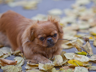 Image showing Pekingese plays with a tree branch