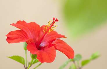 Image showing Red hibiscus flower