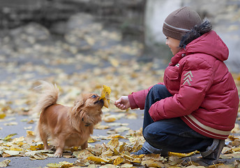 Image showing Boy plays with a pekingese and leaf