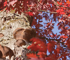 Image showing Oak with burls