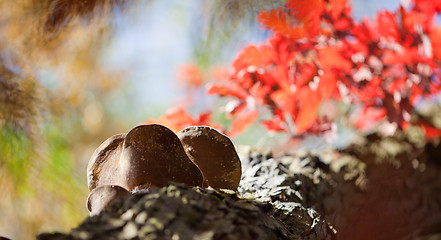 Image showing Oak with burls