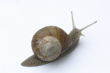 Image showing Snail