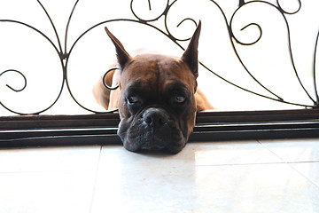 Image showing Sad Puppy