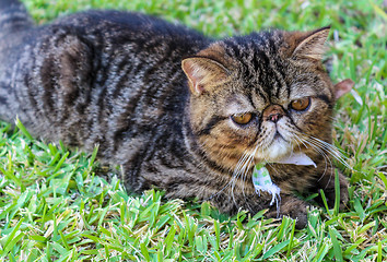 Image showing Tabby Cat