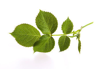 Image showing rose leaf 