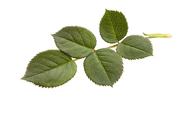 Image showing rose leaf 