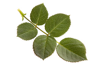 Image showing rose leaf 