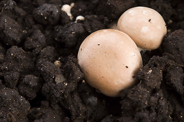 Image showing growing mushrooms