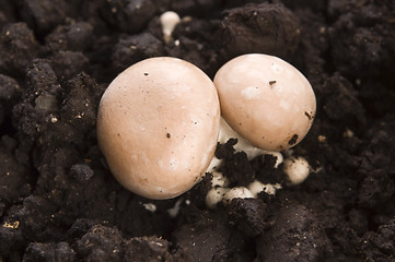Image showing growing mushrooms