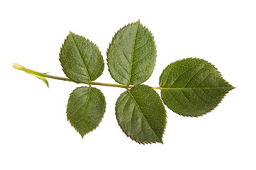 Image showing rose leaf 