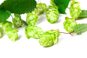 Image showing Blossoming hop with leaves