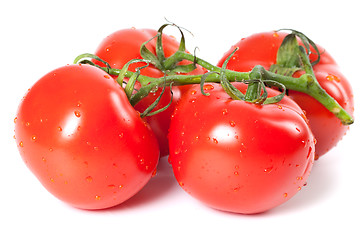 Image showing Bunch of ripe tomato with water drops