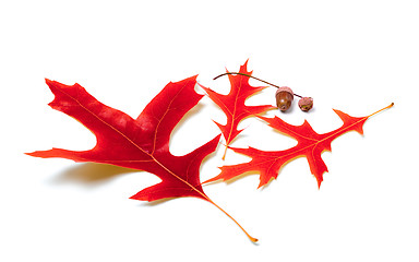 Image showing Red oak leaves and acorns