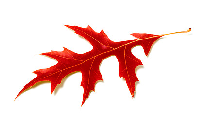 Image showing Red leaf of oak on white background