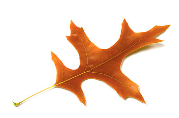 Image showing Autumn leaf of oak