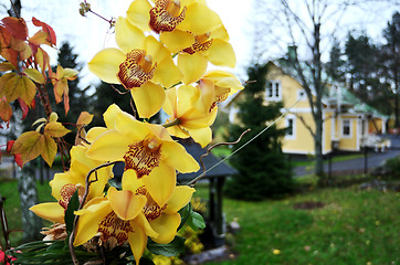 Image showing orchid flowers on a background of the garden house in autumn