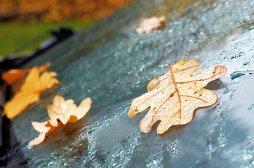 Image showing autumn oak leaves and drops of water on the car windscreen