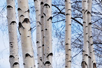 Image showing trunks of birch trees in spring forest