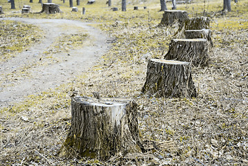 Image showing stumps of felled poplars along the walkway 