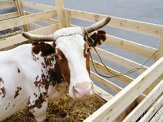 Image showing cow in the paddock