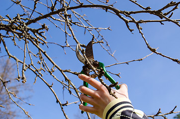 Image showing hand cut fruit tree twig clipper spring garden 