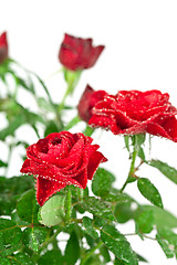 Image showing red roses with water drops