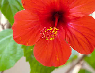 Image showing Red hibiscus flower