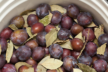 Image showing Prepared for pickling plums