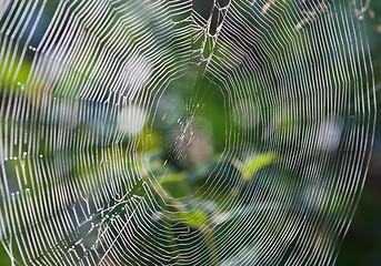 Image showing Spiderweb