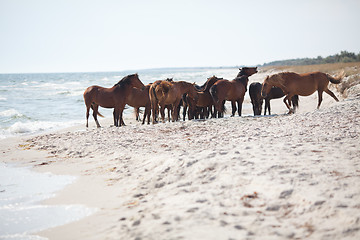 Image showing Wild horses on the beach