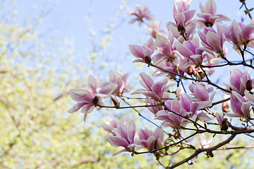 Image showing Magnolia blossoms