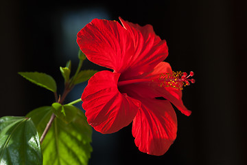 Image showing Red hibiscus flower