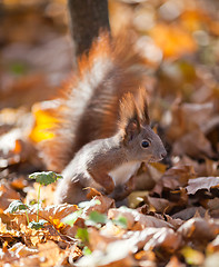 Image showing Red squirrel 