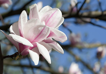 Image showing Magnolia flower