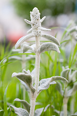 Image showing Stachys