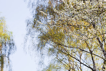 Image showing Branches in the spring