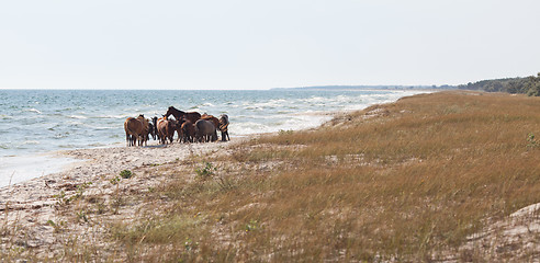 Image showing Herd of wild horses