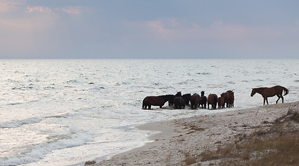 Image showing Herd of wild  horses