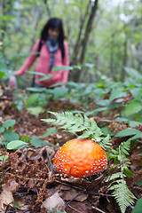 Image showing Mushroom