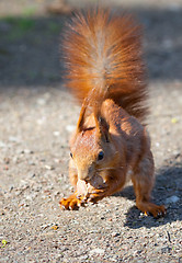 Image showing Red squirrel with nut