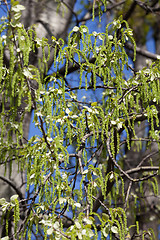Image showing Birch tree in spring