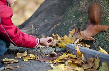 Image showing Feeding squirrel