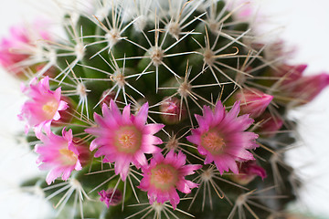 Image showing Cactus flowers