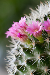 Image showing Cactus flowers