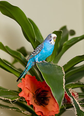 Image showing Blue budgie