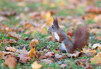 Image showing Red squirrel 